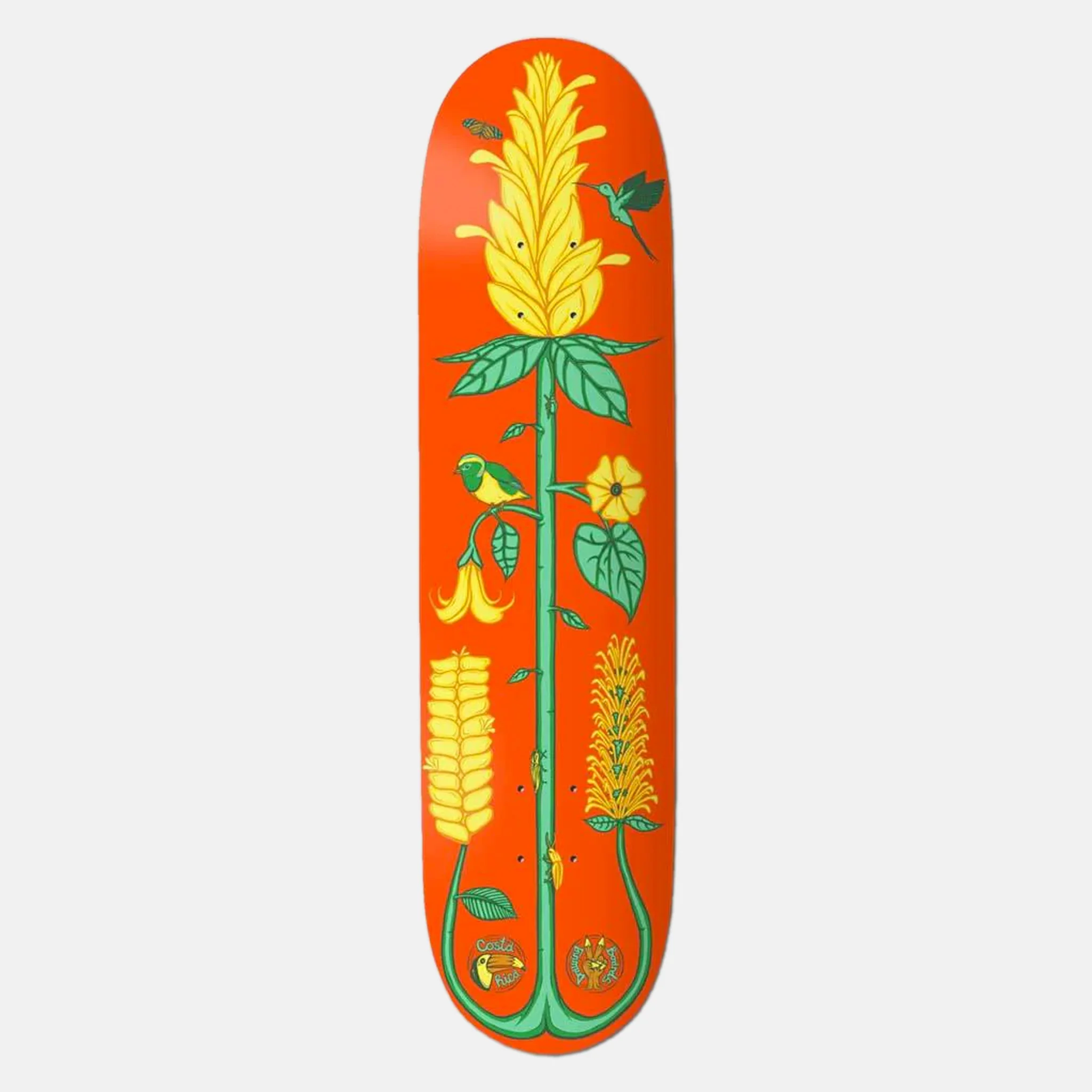 The Drawing Boards - 8.5" Costa Rica The Golden Shrimp Skateboard Deck